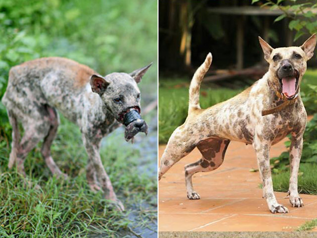 Tình hình chó Bến Tre đang gặp khó khăn với tình trạng hoại tử mõm đang cần được quan tâm và giúp đỡ. Hãy xem hình ảnh để tìm hiểu về tình hình này và tìm cách giúp đỡ cho chúng nếu có thể.
