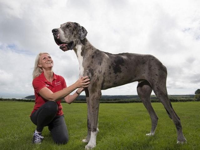 Thế giới - Ngắm chú chó cao nhất thế giới 2,1m