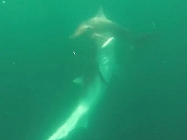 Thế giới - Video cá mập hổ tấn công điên cuồng cá mập đầu búa