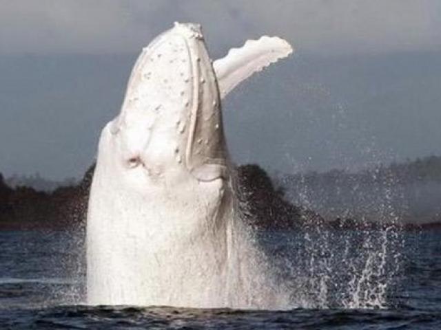 Phi thường - kỳ quặc - Cá voi trắng cực hiếm xuất hiện ở biển Australia
