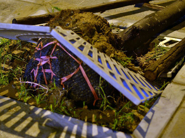 Tin tức trong ngày - Gốc cây nguyên bọc nilon: “Chúng tôi không trồng như thế”