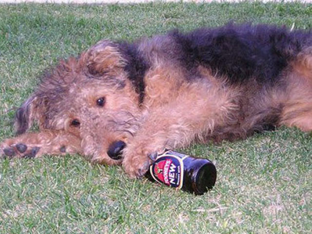 Tranh vui - Khi các chú "cún cưng" muốn làm... "bợm nhậu"