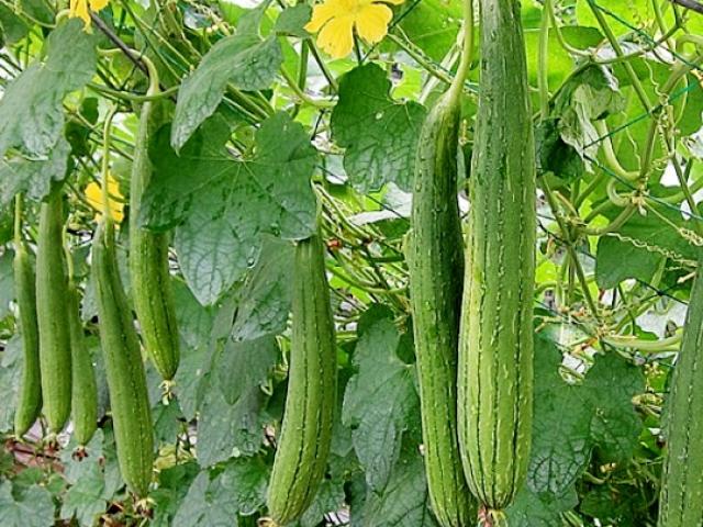 Sức khỏe đời sống - Cây Mướp - vị thuốc chữa bệnh rẻ và hiệu quả