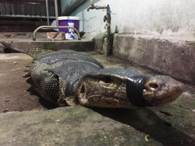 Tin tức trong ngày - Cận cảnh kỳ đà "khủng" dài gần 2m vừa bắt được ở Sài Gòn