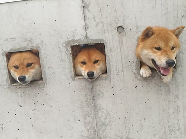 Tranh vui - Sự thật đáng yêu đằng sau 3 chú chó bị "giam cầm"