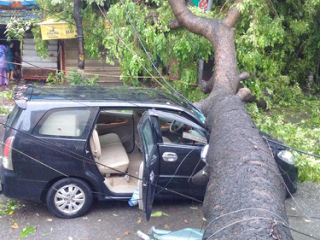 Tin tức trong ngày - Phó TGĐ Công ty cây xanh: "Cây đổ là bất khả kháng"