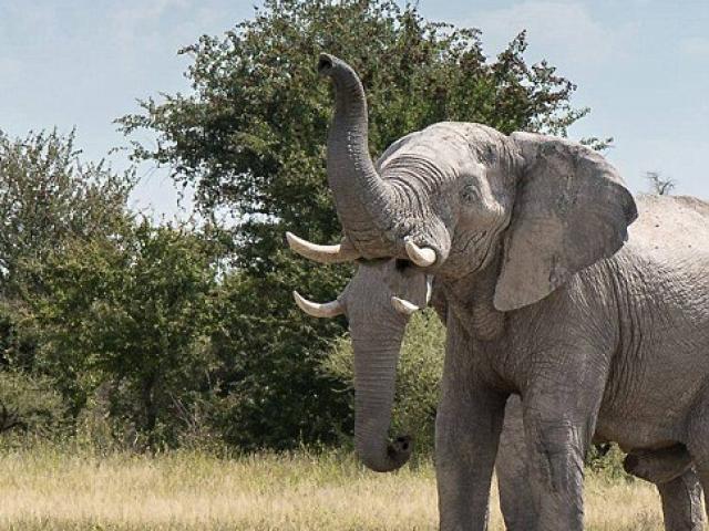 Phi thường - kỳ quặc - Giật mình thấy "voi 2 vòi" ở châu Phi