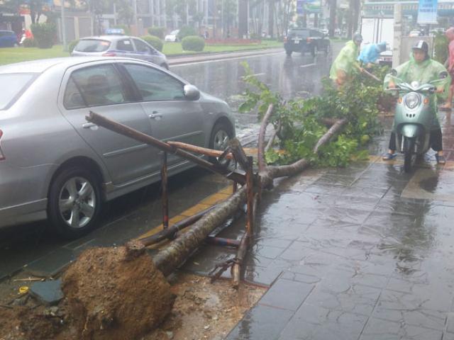 Tin tức trong ngày - Chủ tịch HN: “Cây trồng nguyên bọc nilon không thể sống”