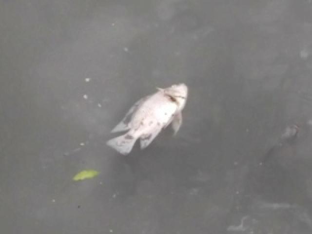 Tin tức trong ngày - Cá lại chết, nước kênh Nhiêu Lộc đen ngòm, sôi ùng ục