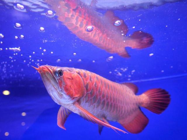 Thế giới - Thú chơi "rồng trong bể kính" trăm nghìn USD ở châu Á