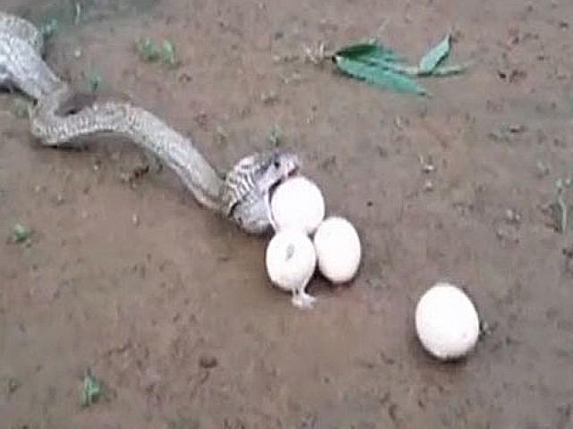 Video: Hổ mang chúa khổ sở nôn 6 quả trứng vì quá tham