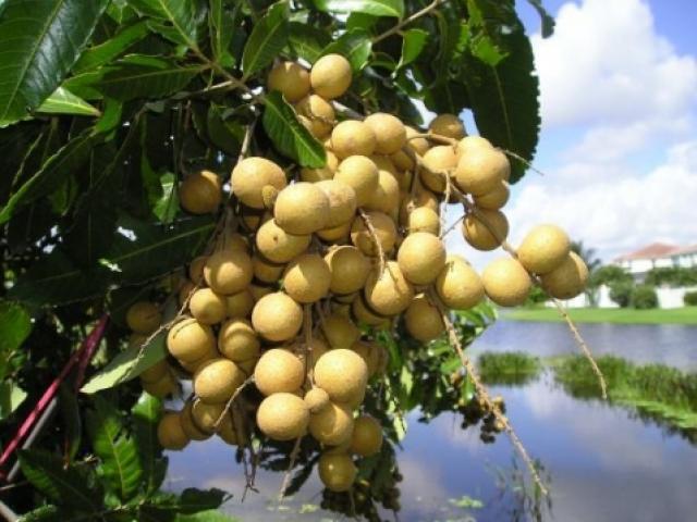 Sức khỏe đời sống - Lợi ích sức khỏe tuyệt vời từ quả nhãn