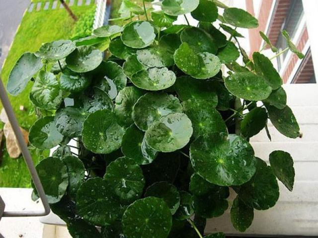 Video An ninh - Rau, cỏ dại lên chậu thành cây phong thủy giá cao