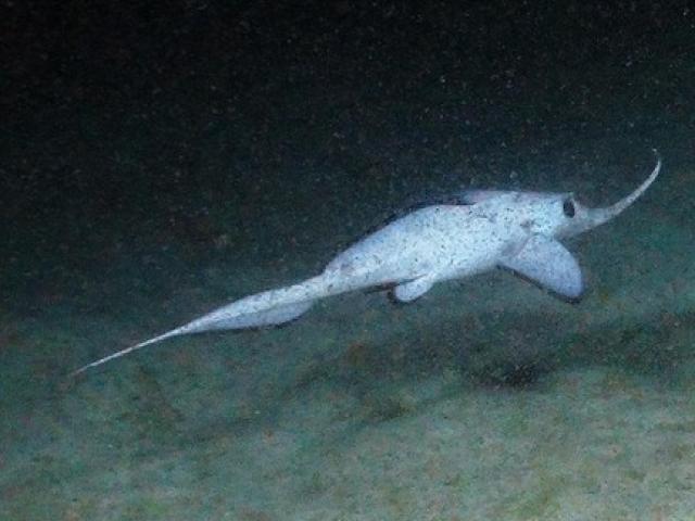 Phi thường - kỳ quặc - Sinh vật kì dị ở chân núi dưới biển cao nhất nước Anh