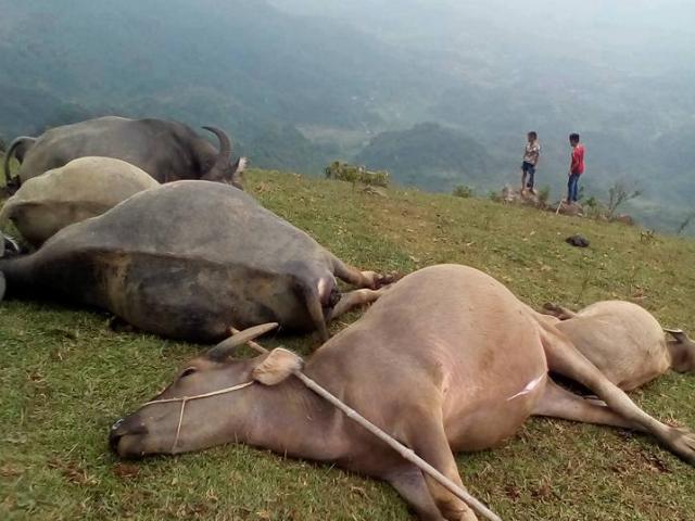 Sét đánh, 5 con trâu chết cùng lúc trên đỉnh đồi