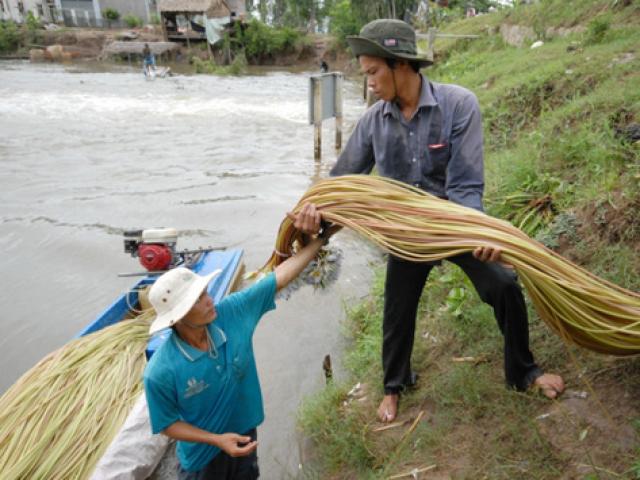 Thị trường - Tiêu dùng - Sản vật đầu mùa nước nổi giá rất cao