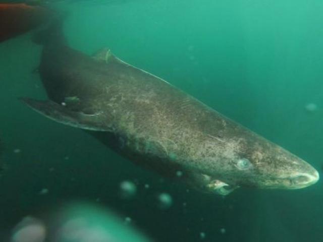 Thế giới - Phát hiện "cụ" cá mập sống thọ suốt 4 thế kỷ