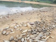 Tin tức trong ngày - Cá chết hàng loạt, phủ trắng hồ ở Quảng Nam