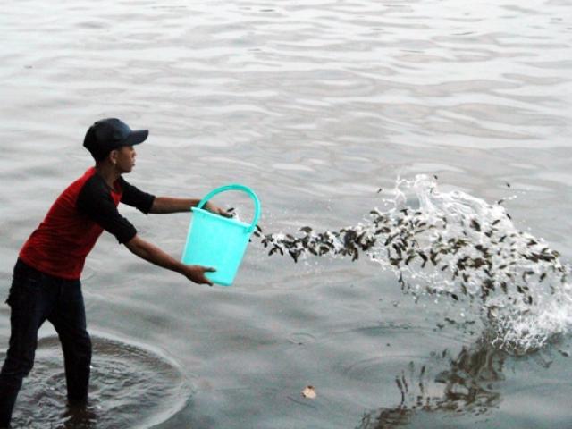 Tin tức trong ngày - Cá vừa được phóng sinh xuống sông Sài Gòn đã bị tóm