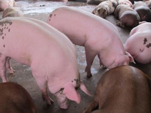 Thị trường - Tiêu dùng - Khuyến cáo TQ trở lại ồ ạt thu mua lợn mỡ, cá tra "khổng lồ"