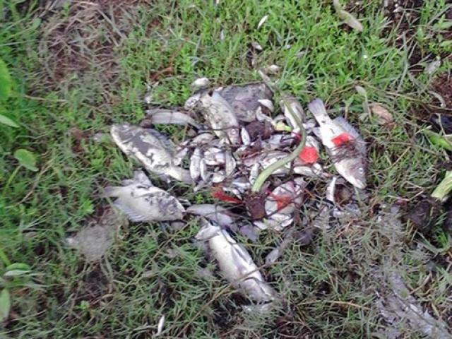 Thị trường - Tiêu dùng - Nhà máy đạm Ninh Bình tái hoạt động, công nhân đi vòng quanh vớt xác cá