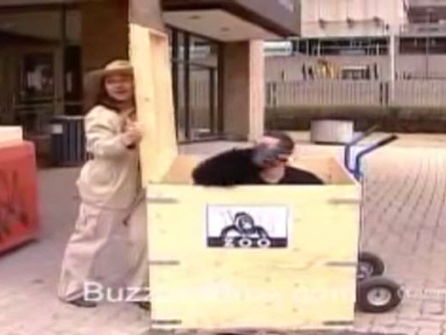 Video Clip Cười - Clip hài: Hoang mang khi gặp "Gozila" giữa phố