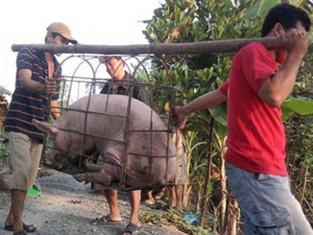 Thị trường - Tiêu dùng - Thương lái Trung Quốc lại đẩy giá rồi lặn mất