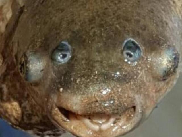 Phi thường - kỳ quặc - Bắt được quái ngư 4 mắt bí ẩn