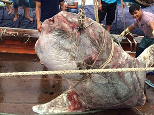 Tin tức trong ngày - Mùa bão, ngư dân kể chuyện đụng "thủy quái biển"