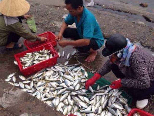 Tin mới nhất về kết quả kiểm nghiệm cá ở miền Trung