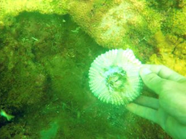 Tin tức trong ngày - Biển sạch phải là khi cá tôm trở lại