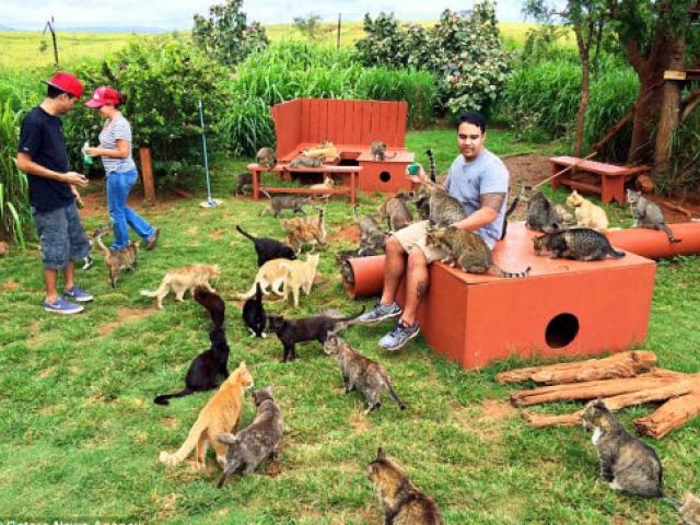 Du lịch - Thiên đường dành cho người yêu mèo ở Hawaii