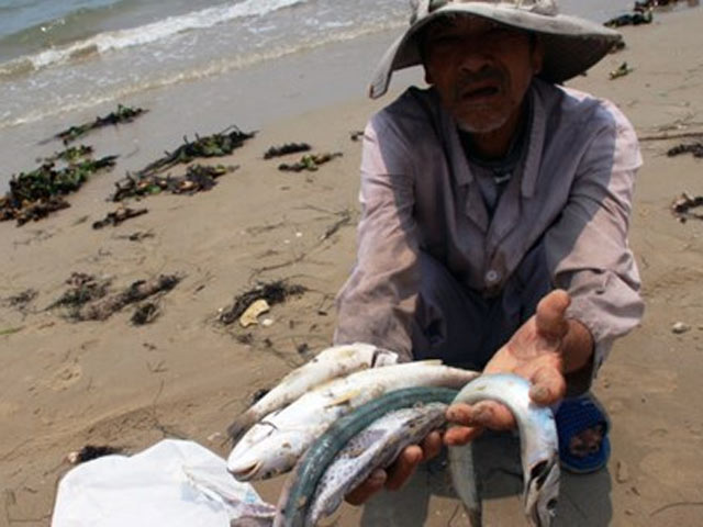 Tin tức trong ngày - Bộ Y tế lý giải vì sao không khẳng định cá ăn được chưa