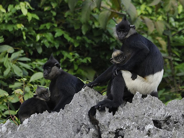 Tin tức trong ngày - Phát hiện quần thể voọc quý hiếm nhất hành tinh ở VN