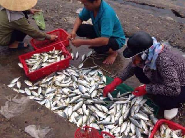 Tin tức trong ngày - Cuối tháng 8, Bộ Y tế trả lời "cá miền Trung ăn được chưa?"