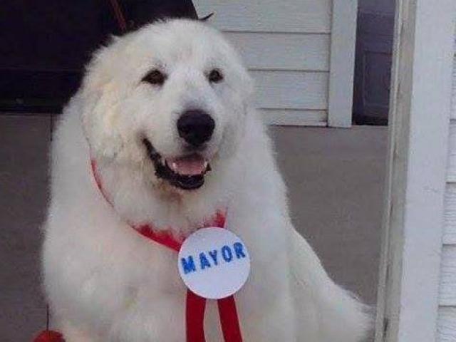 Nơi người dân bầu chó làm thị trưởng suốt 3 nhiệm kì