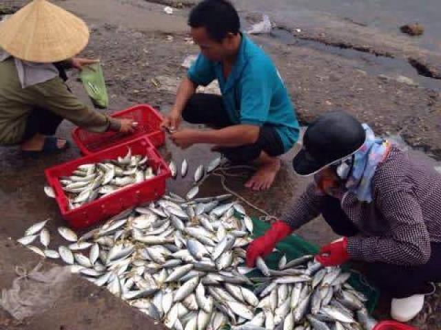 Vì sao khó khẳng định cá ở miền Trung “ăn được chưa”?
