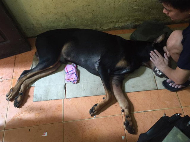 Bạn trẻ - Cuộc sống - Chú chó bị đâm trọng thương ở cổ đã chết