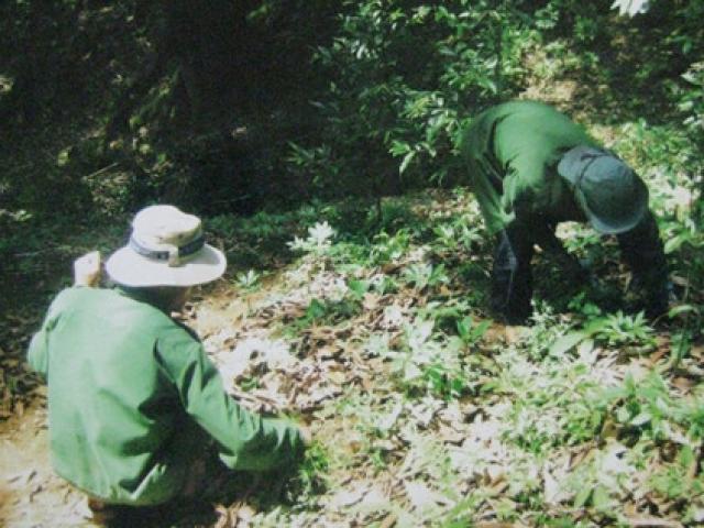 Tin tức trong ngày - Sâm Ngọc Linh là 'tài sản' sở hữu của Quảng Nam và Kon Tum