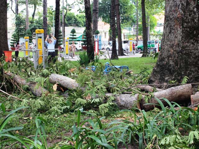 Tin tức trong ngày - Cây tét nhánh, cả chục "thợ săn" Pokémon tháo chạy