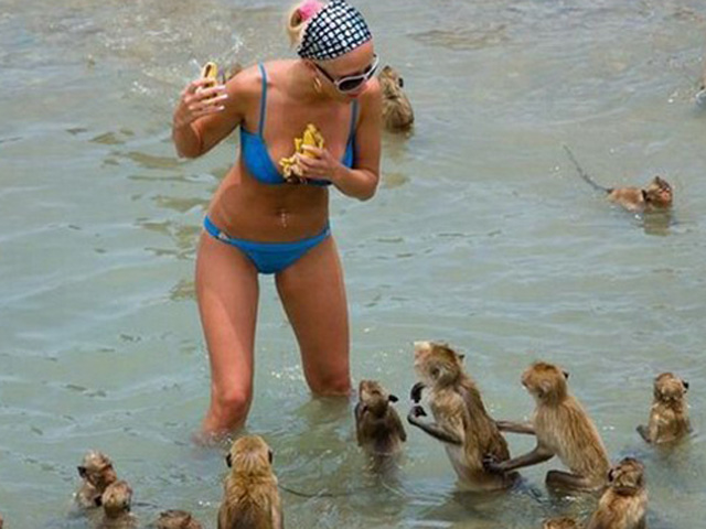 Tranh vui - Chuối tây, chuối ta cũng không bằng... "chuối lạ"