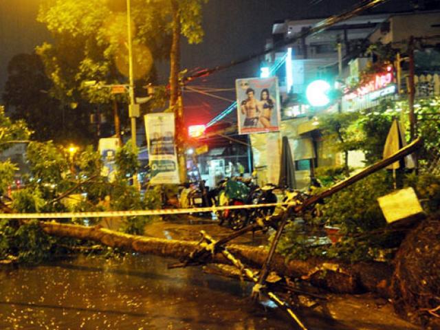 Tin tức trong ngày - Kỳ lạ cây xanh bật gốc 7 lần ở Sài Gòn