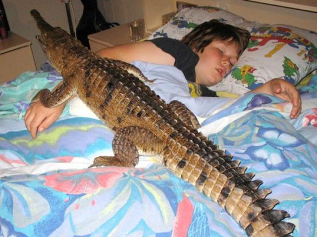 Thế giới - Những "thú cưng" đáng sợ có thể hạ gục chủ nhân