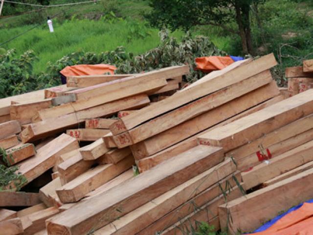 Chủ tịch tỉnh Quảng Nam: “Vụ phá rừng pơ mu không đơn giản“