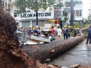 Tin tức trong ngày - Cây xanh gây họa: Phải có địa chỉ trách nhiệm!