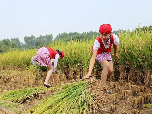 Bạn trẻ - Cuộc sống - Nữ tiếp viên hàng không TQ đi giày cao gót gặt lúa