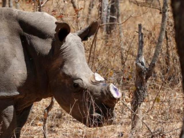Thế giới - Zimbabwe chặt toàn bộ sừng tê giác để chống săn trộm
