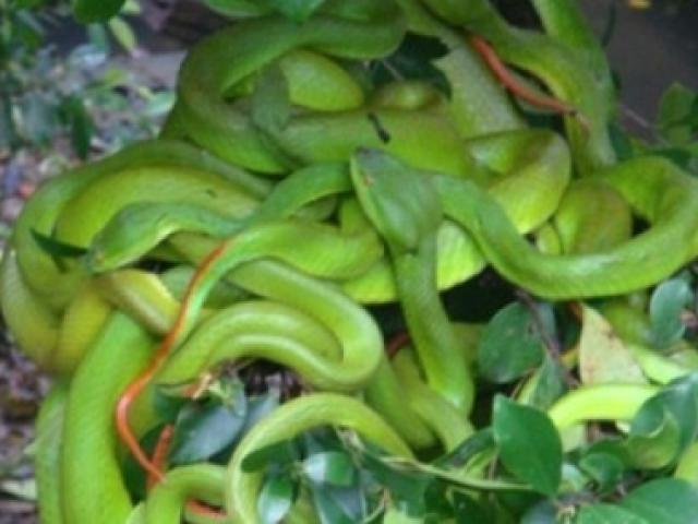 Tin tức trong ngày - Bị rắn lục đuôi đỏ cắn vào lưỡi khi đang nhậu