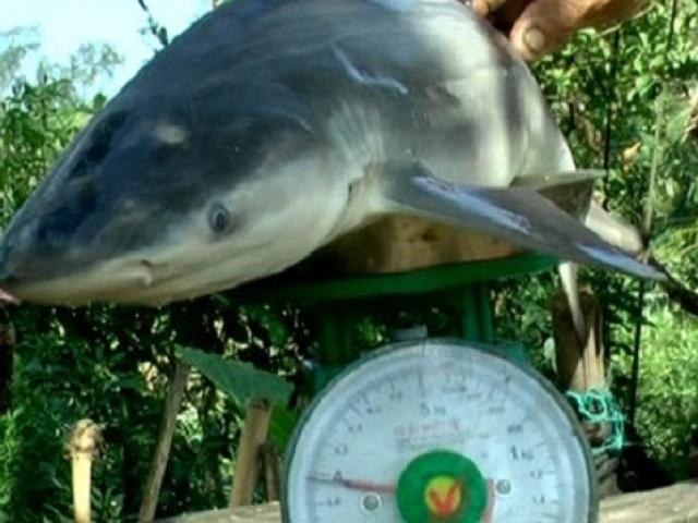 Tin tức trong ngày - Lão nông bắt được cá mập trên... sông Cổ Chiên