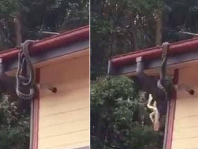 Thế giới - Trăn đực treo ngược quyết chiến ác liệt trên mái nhà dân